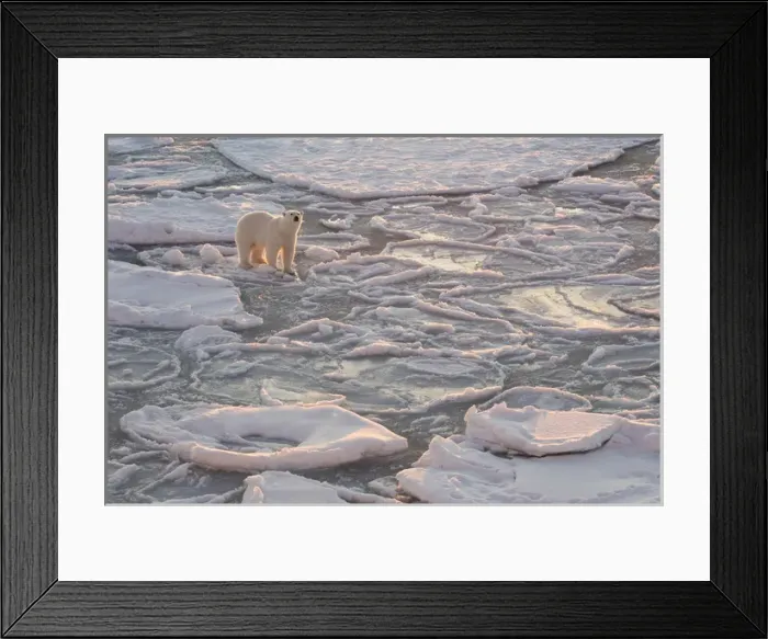Framed Print : Norway, Svalbard, Spitsbergen. Polar bear on sea ice at sunrise Framed Print : Norway, Svalbard, Spitsbergen. Polar bear on sea ice at sunrise
