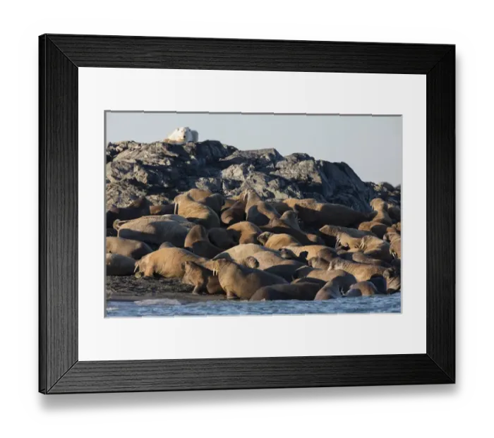 Framed Print : Norway, Svalbard, Storoya. Polar bear watches walruses on beach Framed Print : Norway, Svalbard, Storoya. Polar bear watches walruses on beach