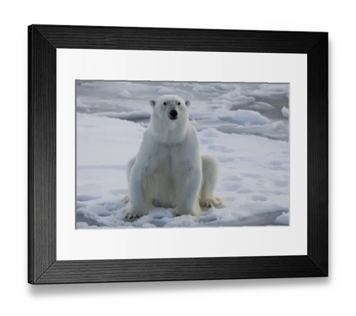 Framed Print : Norway, Svalbard, Spitsbergen. Polar bear rests on sea ice Framed Print : Norway, Svalbard, Spitsbergen. Polar bear rests on sea ice