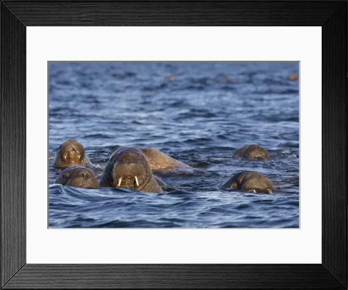 Framed Print : Norway, Svalbard, Storoya. Group of walrus swimming in Arctic Ocean