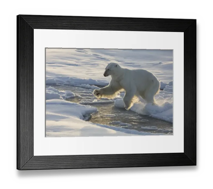 Framed Print : Norway, Svalbard, Spitsbergen. Polar bear jumps across sea ice Framed Print : Norway, Svalbard, Spitsbergen. Polar bear jumps across sea ice