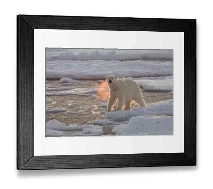 Framed Print : Norway, Svalbard, Spitsbergen. Polar bear with backlit breath