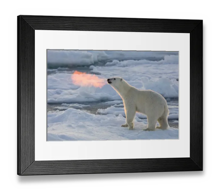 Framed Print : Norway, Svalbard, Spitsbergen. Polar bear with backlit breath Framed Print : Norway, Svalbard, Spitsbergen. Polar bear with backlit breath
