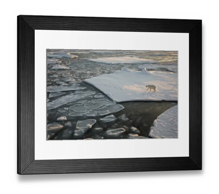 Framed Print : Norway, Svalbard, Spitsbergen. Polar bear on sea ice at sunrise Framed Print : Norway, Svalbard, Spitsbergen. Polar bear on sea ice at sunrise