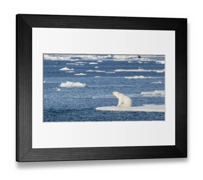 Framed Print : Europe, Norway, Svalbard. Polar bear sitting in the sunshine on edge of sea ice. Credit as Framed Print : Europe, Norway, Svalbard. Polar bear sitting in the sunshine on edge of sea ice. Credit as
