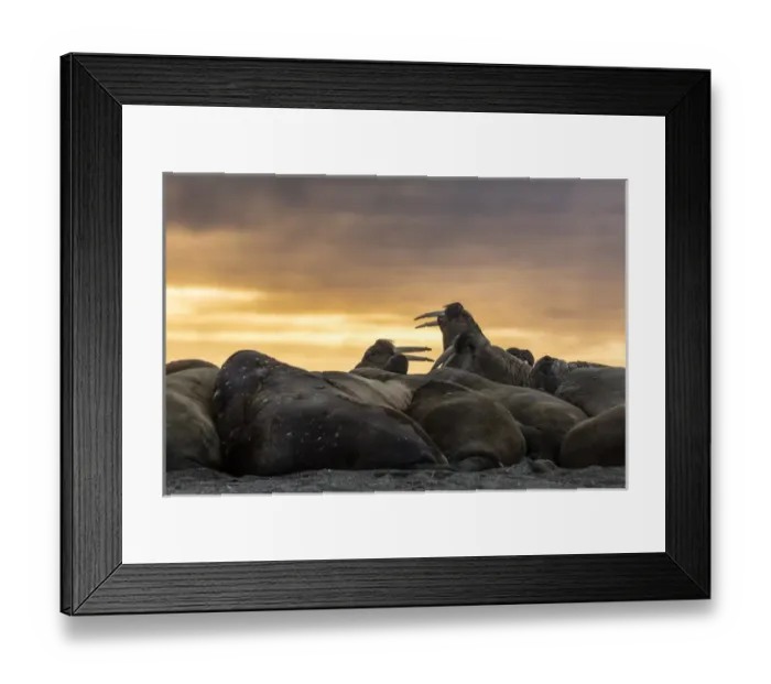 Framed Print : Norway, Svalbard, Wahlbergoya. Walruses on beach at sunrise Framed Print : Norway, Svalbard, Wahlbergoya. Walruses on beach at sunrise