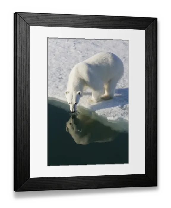 Framed Print : Europe, Norway, Svalbard. Polar bear reflected in water while drinking. Credit as