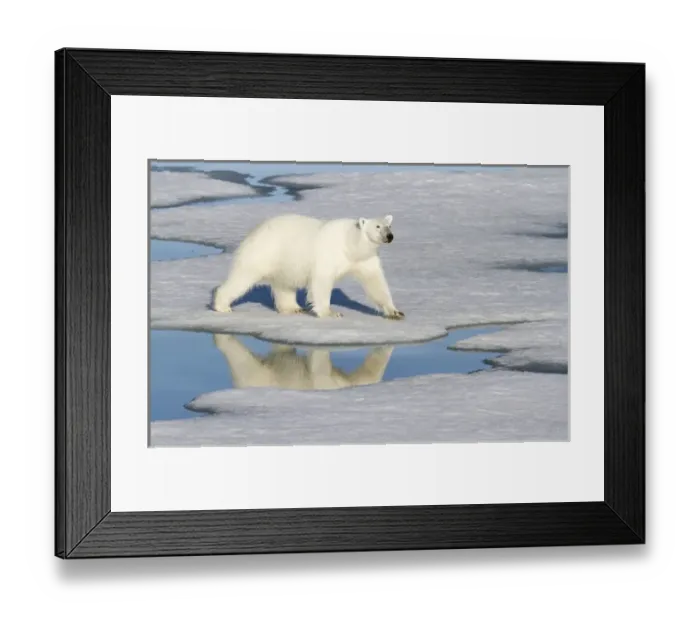 Framed Print : Europe, Norway, Svalbard. Polar bear reflected in melt pool as it walks across the ice Framed Print : Europe, Norway, Svalbard. Polar bear reflected in melt pool as it walks across the ice