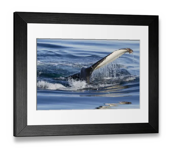Framed Print : Europe, Norway, Svalbard. Humpback whale tailfin breeches the water in Hinlopen Strait Framed Print : Europe, Norway, Svalbard. Humpback whale tailfin breeches the water in Hinlopen Strait