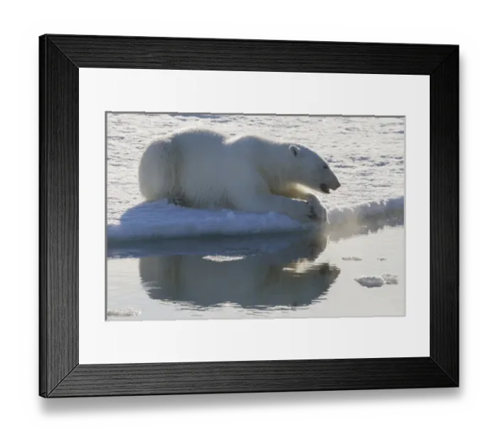 Framed Print : Europe, Norway, Svalbard. Polar bear backlit as it sits at the edge of the ice. Credit as