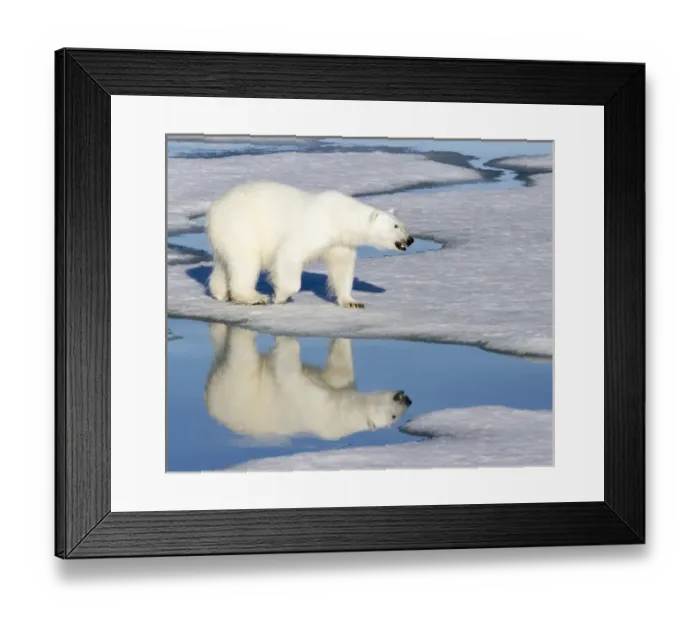 Framed Print : Europe, Norway, Svalbard. Polar bear reflected in melt pool as it walks across the ice