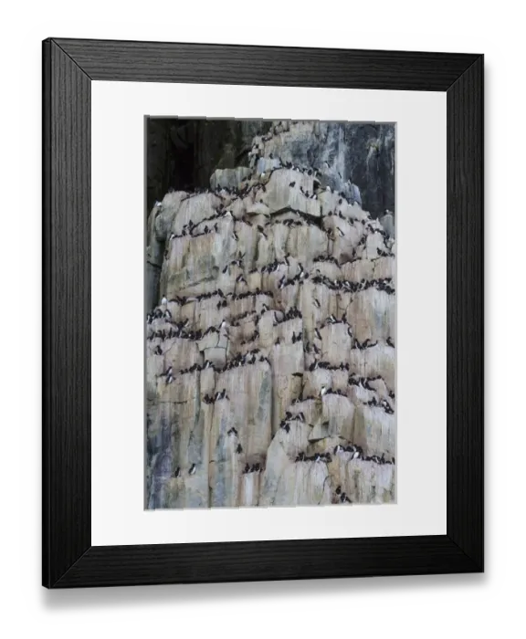 Framed Print : Europe, Norway, Svalbard. View of Alkefjellet cliff bird colony