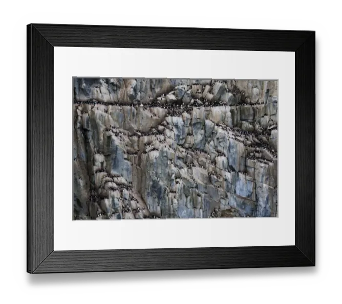 Framed Print : Europe, Norway, Svalbard. View of Alkefjellet cliff bird colony Framed Print : Europe, Norway, Svalbard. View of Alkefjellet cliff bird colony
