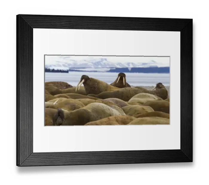 Framed Print : Europe, Norway, Svalbard, Torellneset. Group of walruses resting Framed Print : Europe, Norway, Svalbard, Torellneset. Group of walruses resting
