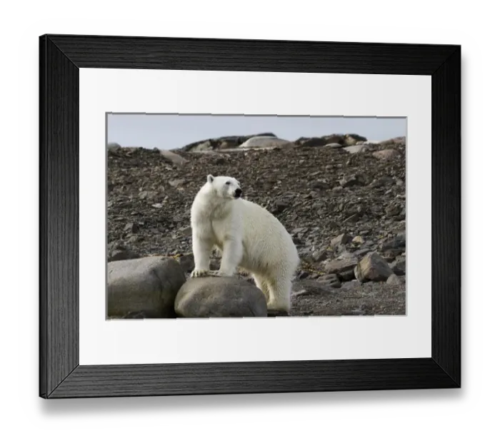 Framed Print : Europe, Norway, Svalbard. Close-up of polar bear on rocky ground