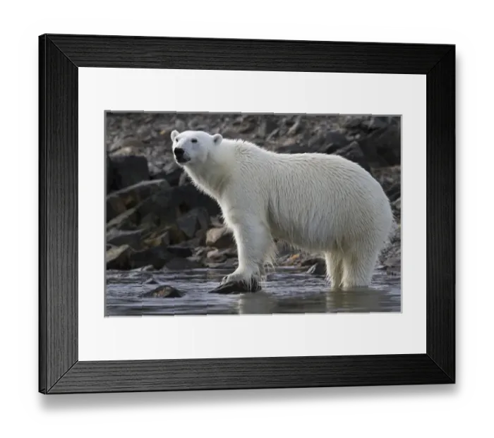Framed Print : Europe, Norway, Svalbard. Close-up of polar bear standing in water Framed Print : Europe, Norway, Svalbard. Close-up of polar bear standing in water