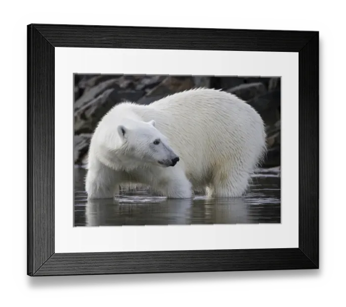 Framed Print : Europe, Norway, Svalbard. Close-up of polar bear standing in water Framed Print : Europe, Norway, Svalbard. Close-up of polar bear standing in water
