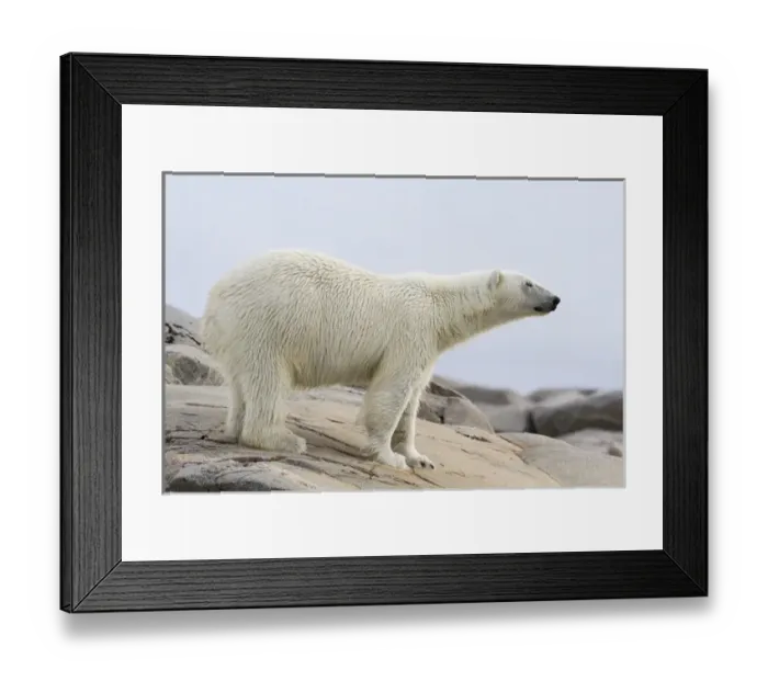 Framed Print : Europe, Norway, Svalbard. Close-up of polar bear standing on stony ground. Credit as