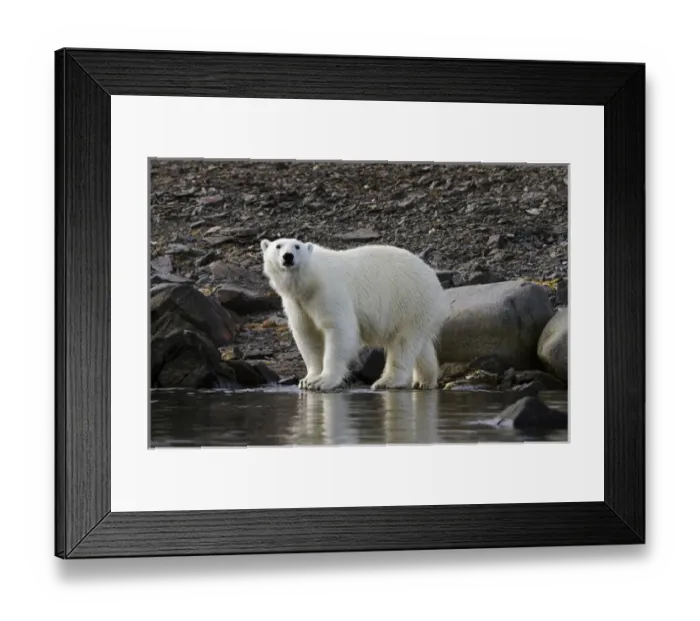 Framed Print : Europe, Norway, Svalbard. Close-up of polar bear standing next to water. Credit as