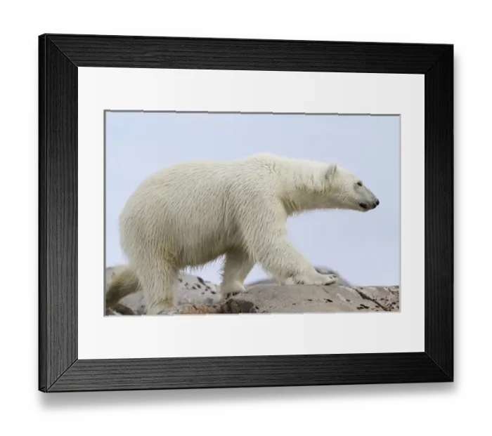 Framed Print : Europe, Norway, Svalbard. Close-up of polar bear walking on rocks Framed Print : Europe, Norway, Svalbard. Close-up of polar bear walking on rocks