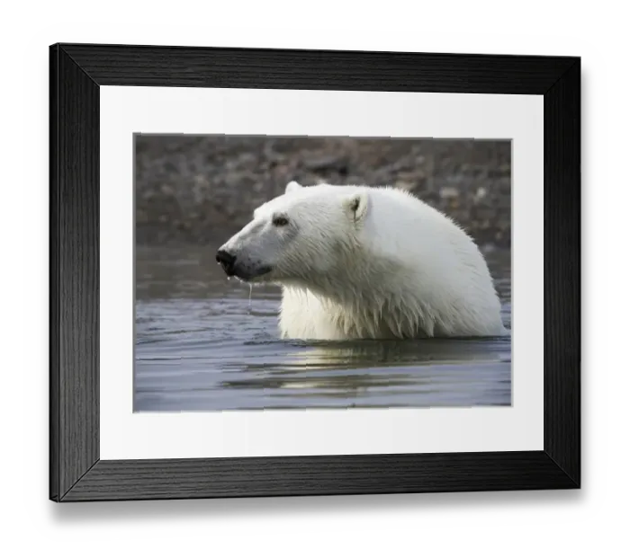 Framed Print : Europe, Norway, Svalbard. Close-up of polar bear standing in water
