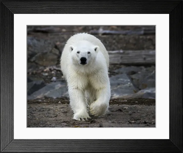 Framed Print : Europe, Norway, Svalbard. Frontal view of polar bear on rocky ground Framed Print : Europe, Norway, Svalbard. Frontal view of polar bear on rocky ground