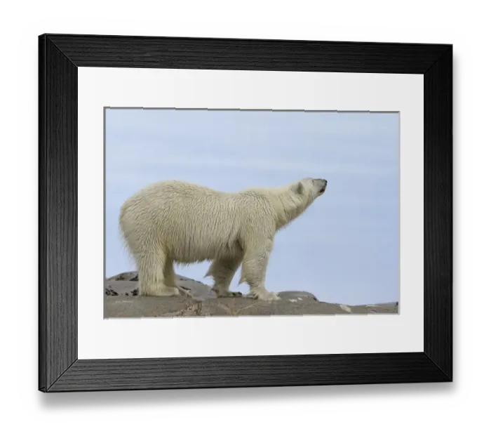 Framed Print : Europe, Norway, Svalbard. Close-up of polar bear sniffing the air Framed Print : Europe, Norway, Svalbard. Close-up of polar bear sniffing the air
