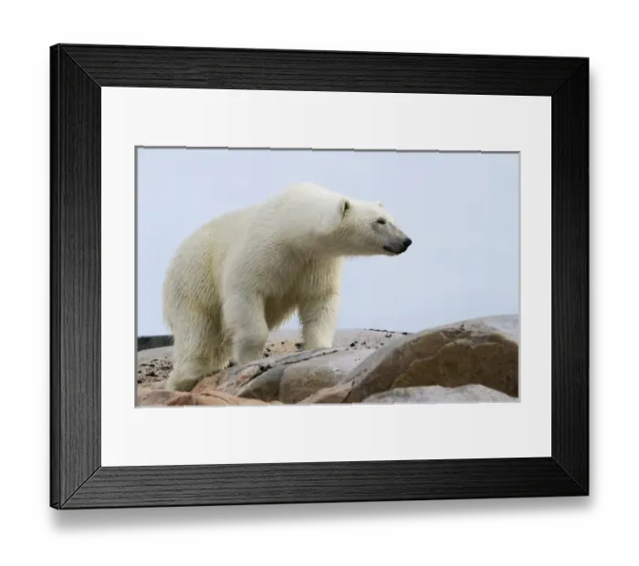 Framed Print : Europe, Norway, Svalbard. Close-up of polar bear on rocky ground Framed Print : Europe, Norway, Svalbard. Close-up of polar bear on rocky ground