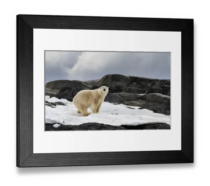 Framed Print : Europe, Norway, Svalbard. Polar bear on snow surrounded by dark rocks and snow. Credit as Framed Print : Europe, Norway, Svalbard. Polar bear on snow surrounded by dark rocks and snow. Credit as