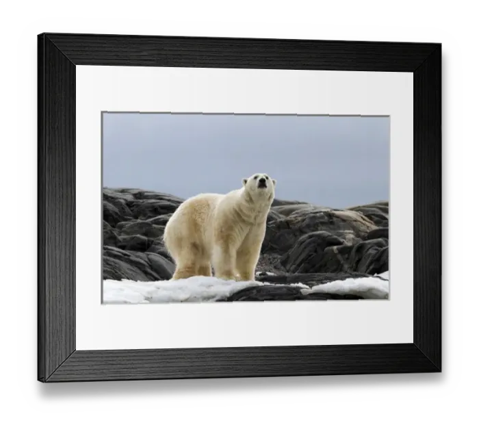 Framed Print : Europe, Norway, Svalbard. Polar bear on snow surrounded by dark rocks and snow. Credit as Framed Print : Europe, Norway, Svalbard. Polar bear on snow surrounded by dark rocks and snow. Credit as