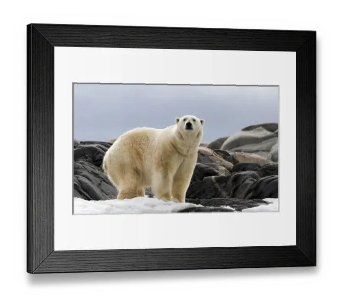 Framed Print : Europe, Norway, Svalbard. Polar bear on snow surrounded by dark rocks and snow. Credit as Framed Print : Europe, Norway, Svalbard. Polar bear on snow surrounded by dark rocks and snow. Credit as