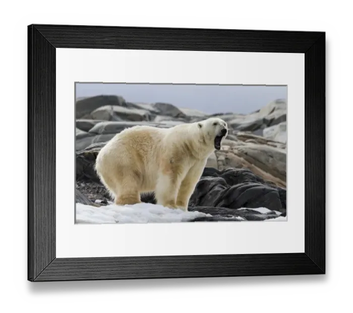 Framed Print : Europe, Norway, Svalbard. Polar bear yawning