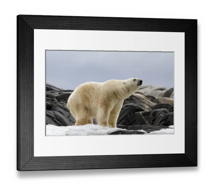 Framed Print : Europe, Norway, Svalbard. Polar bear on snow surrounded by dark rocks and snow. Credit as