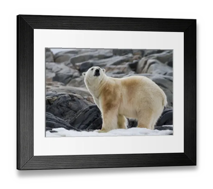 Framed Print : Europe, Norway, Svalbard. Polar bear on snow surrounded by dark rocks and snow. Credit as Framed Print : Europe, Norway, Svalbard. Polar bear on snow surrounded by dark rocks and snow. Credit as