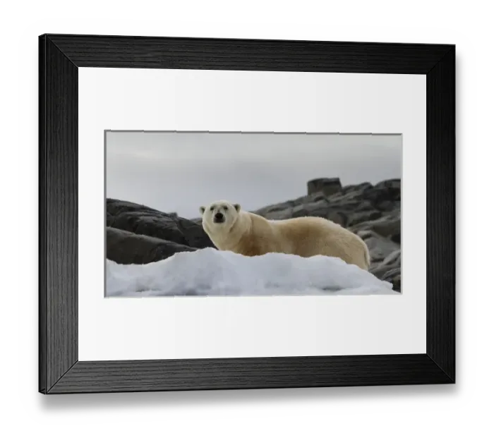 Framed Print : Europe, Norway, Svalbard. Polar bear on snow surrounded by dark rocks and snow. Credit as Framed Print : Europe, Norway, Svalbard. Polar bear on snow surrounded by dark rocks and snow. Credit as