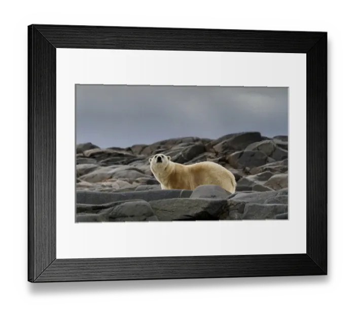 Framed Print : Europe, Norway, Svalbard. Close-up of polar bear on rocky ground Framed Print : Europe, Norway, Svalbard. Close-up of polar bear on rocky ground