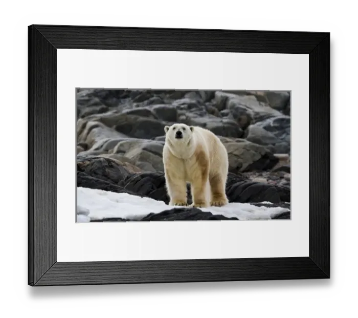 Framed Print : Europe, Norway, Svalbard. Polar bear on snow surrounded by dark rocks and snow. Credit as Framed Print : Europe, Norway, Svalbard. Polar bear on snow surrounded by dark rocks and snow. Credit as