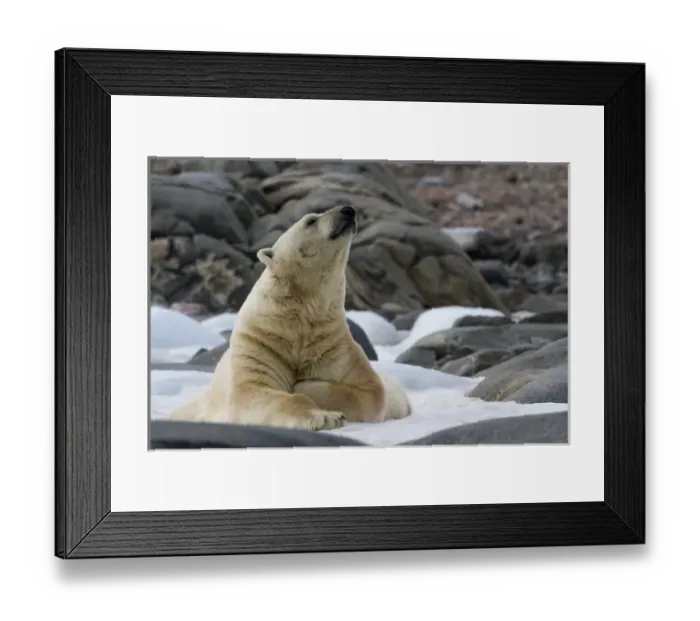 Framed Print : Europe, Norway, Svalbard. Polar bear on snow surrounded by dark rocks and snow. Credit as Framed Print : Europe, Norway, Svalbard. Polar bear on snow surrounded by dark rocks and snow. Credit as