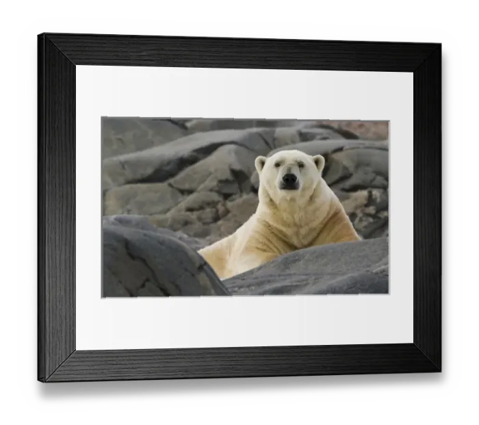 Framed Print : Europe, Norway, Svalbard. Close-up of polar bear on rocky ground Framed Print : Europe, Norway, Svalbard. Close-up of polar bear on rocky ground