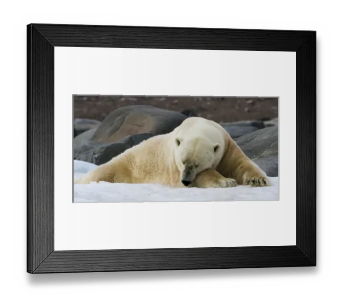 Framed Print : Europe, Norway, Svalbard. Close-up of polar bear sleeping on snow Framed Print : Europe, Norway, Svalbard. Close-up of polar bear sleeping on snow