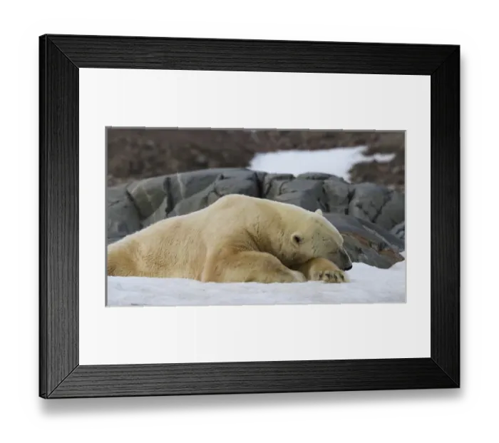 Framed Print : Europe, Norway, Svalbard. Close-up of polar bear sleeping on snow