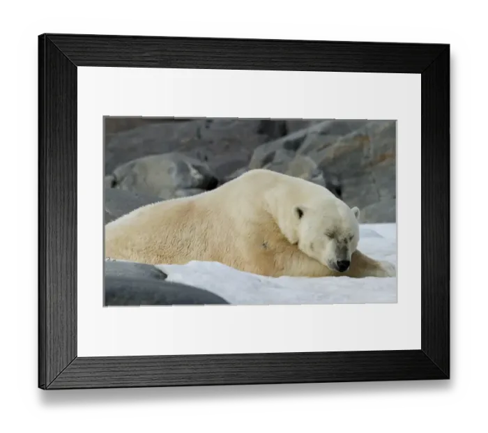Framed Print : Europe, Norway, Svalbard. Close-up of polar bear sleeping on snow Framed Print : Europe, Norway, Svalbard. Close-up of polar bear sleeping on snow