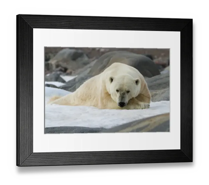 Framed Print : Europe, Norway, Svalbard. Polar bear lying on snow surrounded by dark rocks and snow Framed Print : Europe, Norway, Svalbard. Polar bear lying on snow surrounded by dark rocks and snow