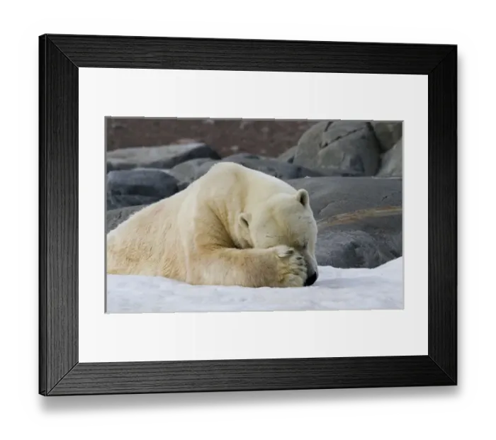 Framed Print : Europe, Norway, Svalbard. Close-up of polar bear sleeping on snow Framed Print : Europe, Norway, Svalbard. Close-up of polar bear sleeping on snow