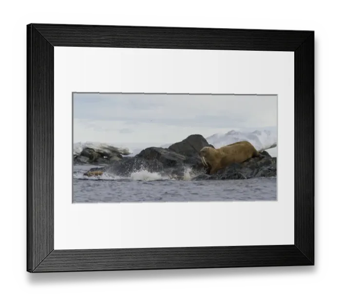 Framed Print : Europe, Norway, Svalbard. Walruses moving from rocks into water
