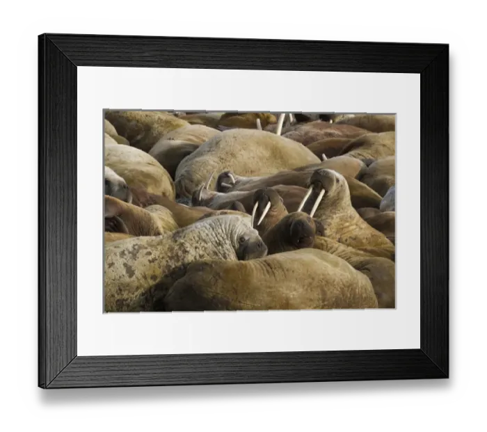 Framed Print : Europe, Norway, Svalbard, Torellneset. Group of walruses resting