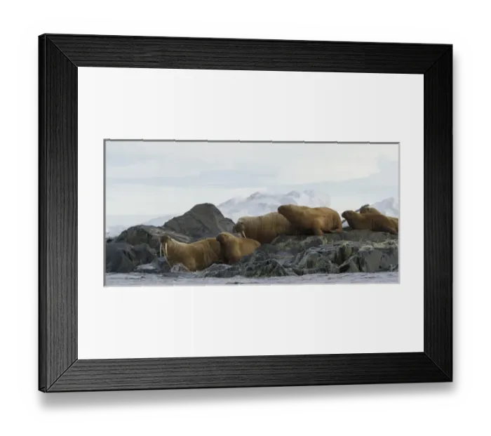 Framed Print : Europe, Norway, Svalbard. Walruses moving from rocks into water