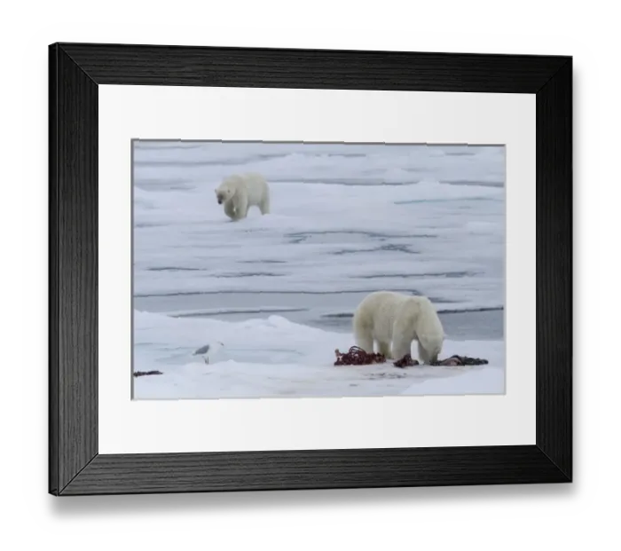 Framed Print : Europe, Norway, Svalbard. Polar bears and seal carcass on sea ice Framed Print : Europe, Norway, Svalbard. Polar bears and seal carcass on sea ice