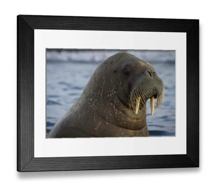 Framed Print : Europe, Norway, Svalbard. Close-up of walrus in the water