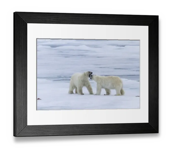 Framed Print : Europe, Norway, Svalbard. Two polar bears on sea ice greeting each other. Credit as